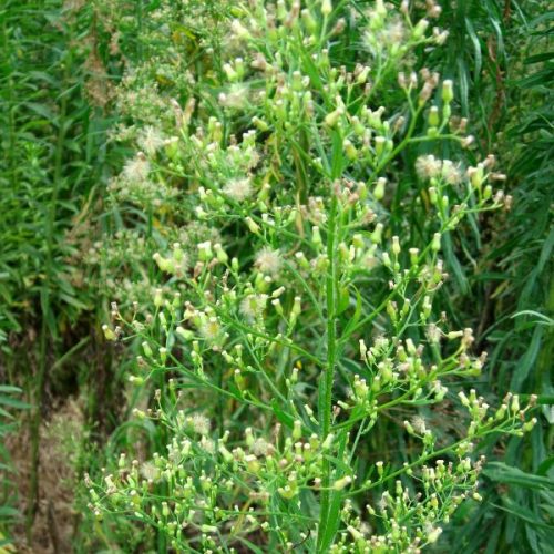 FLOAREA PUSTEI - Conyza canadensis3 (2)