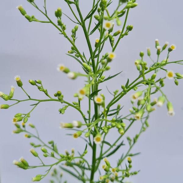 batranisul-2