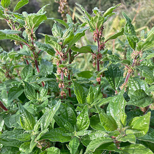 Parietaria_officinalis_01