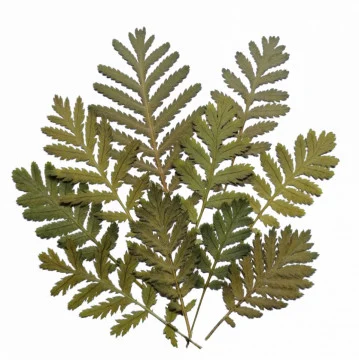 vetrice~399
