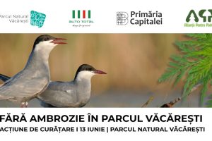 Vizual Stop Ambroziei Văcărești (11)